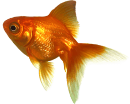 Всероссийский конкурс «Золотая рыбка»