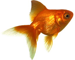 Всероссийский конкурс «Золотая рыбка»